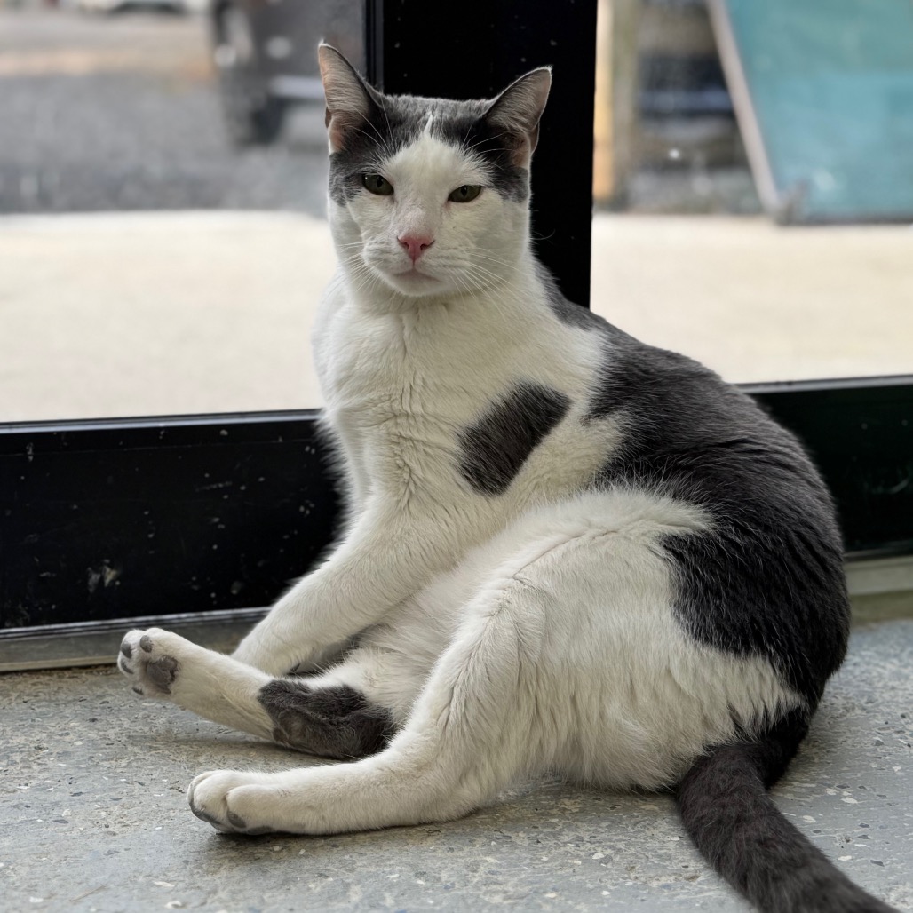 Bean, photo 15