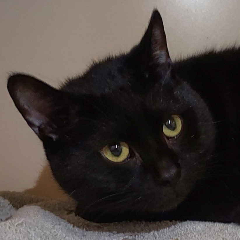 OTIS - Domestic Shorthair available for adoption