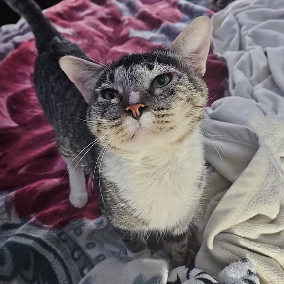 Tinker - Domestic Shorthair