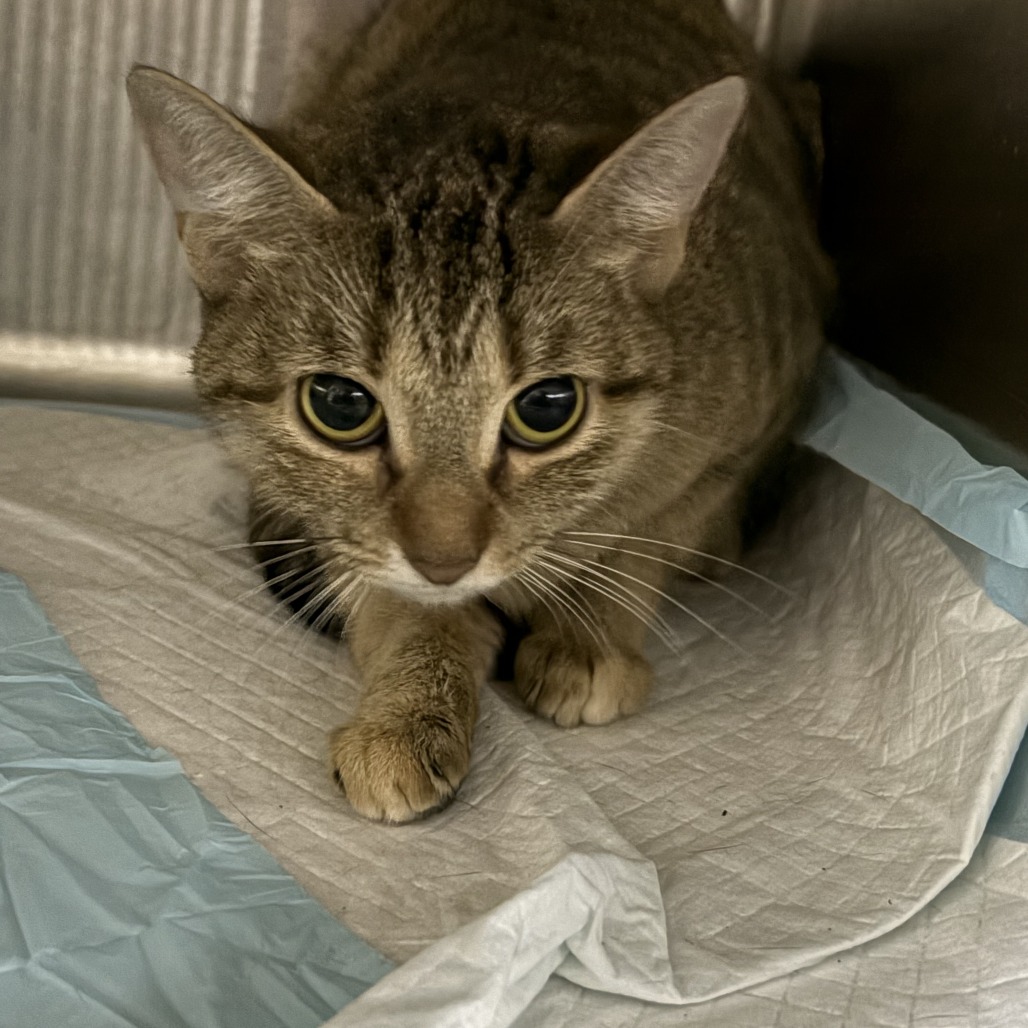 Mothra, an adoptable cat at SPCA-BC