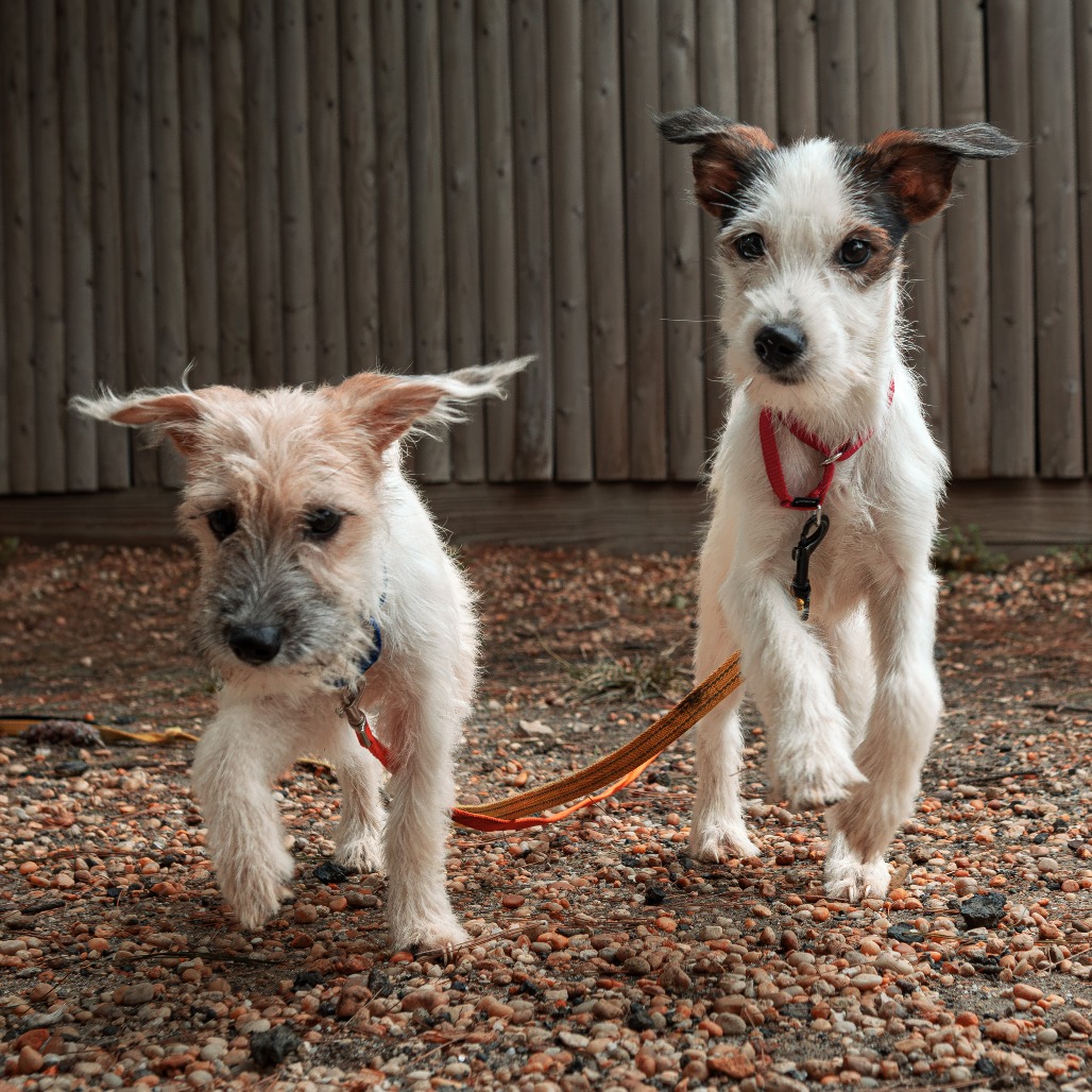 Wishbone, photo 3