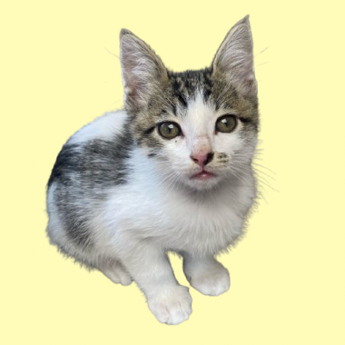Tusc Stray 82249