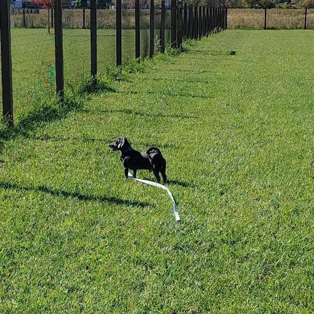 Zeus is available for adoption at Anderson Humane