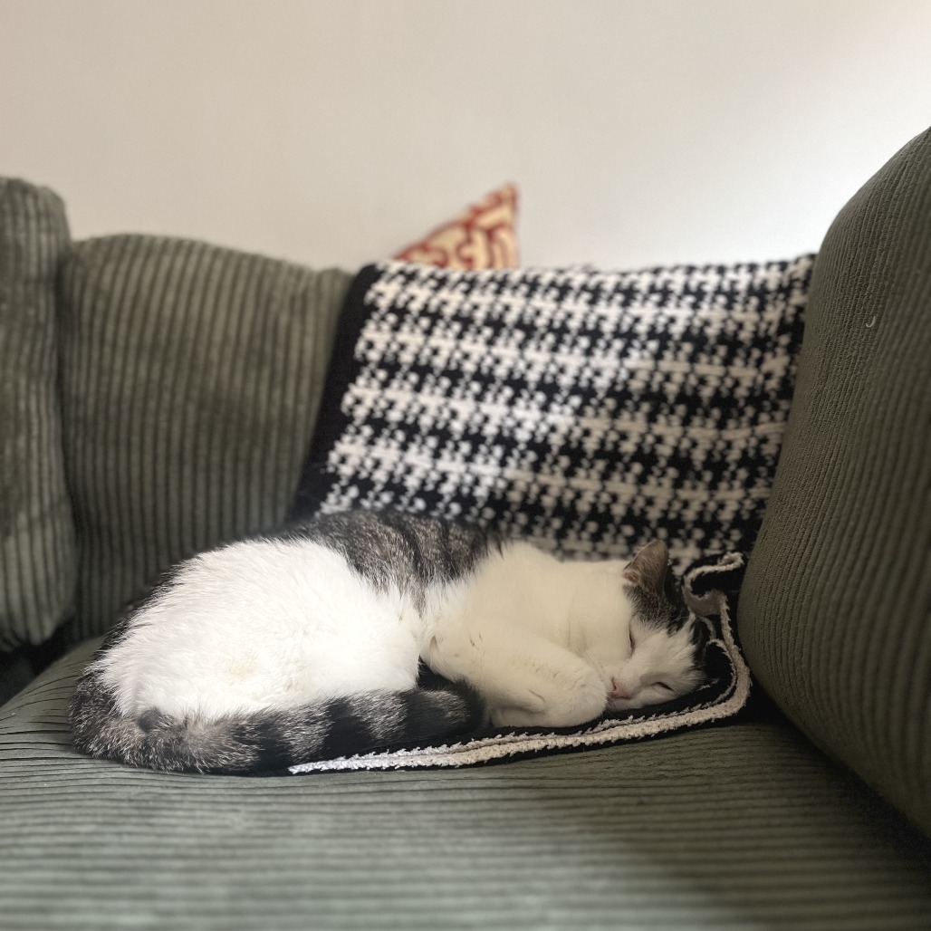 Rabi — thumbnail 5