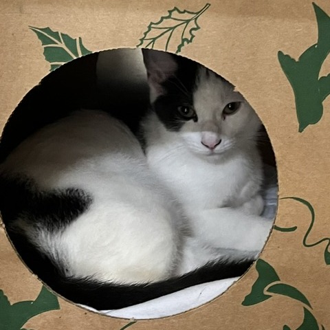 COCONUT - Domestic Shorthair available for adoption