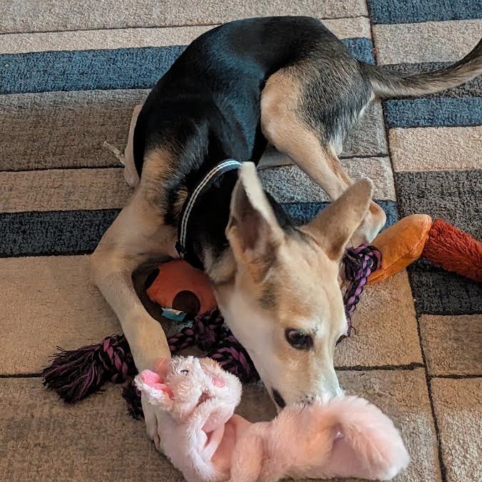EDGAR - Mixed Breed (Medium) available for adoption