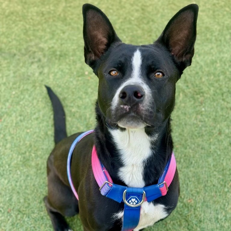 Assistant Director Kahuku — thumbnail 5