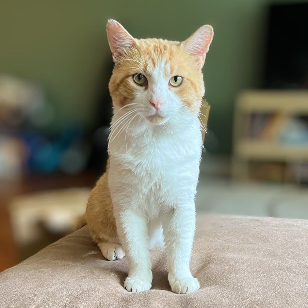 Photo of Tudor