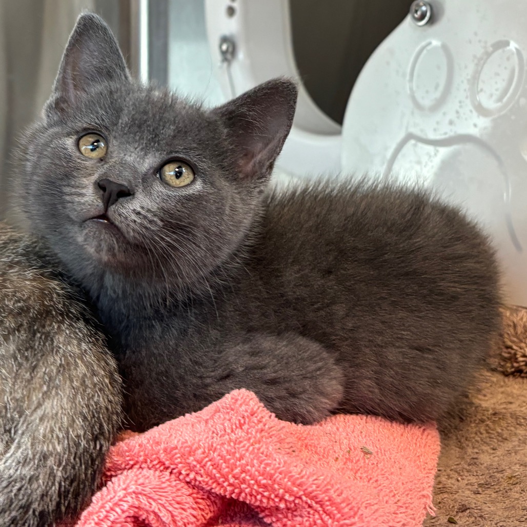 FREDDY - Domestic Shorthair available for adoption
