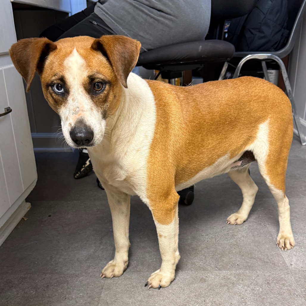  Photo of TUSC-Stray-83780