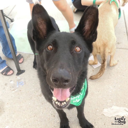BERRY - Shepherd / Mix available for adoption