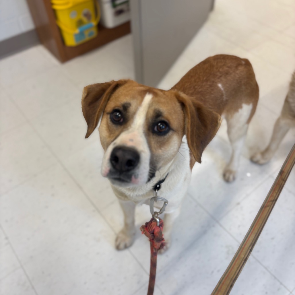 Jack — thumbnail 5