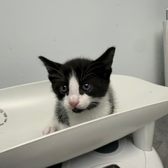 AIKO - Domestic Shorthair available for adoption
