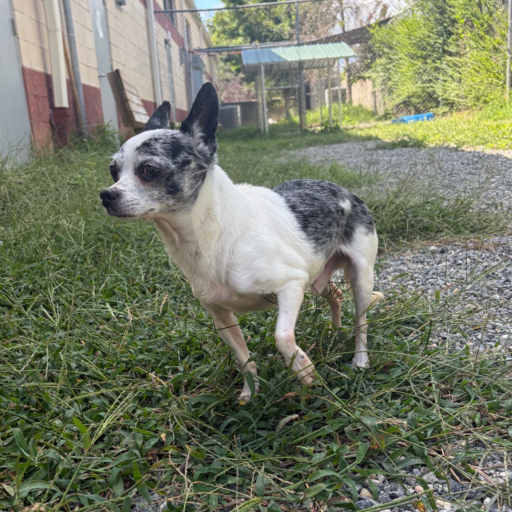 Bruiser, photo 2