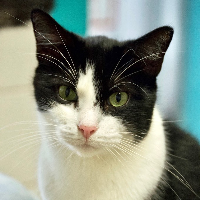 Another portrait of Pepe Le Pew