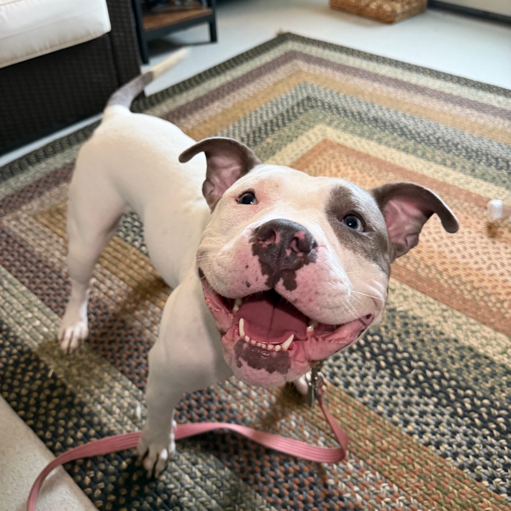 KIRA - Terrier, American Staffordshire / Terrier, American Pit Bull for adoption in Warwick