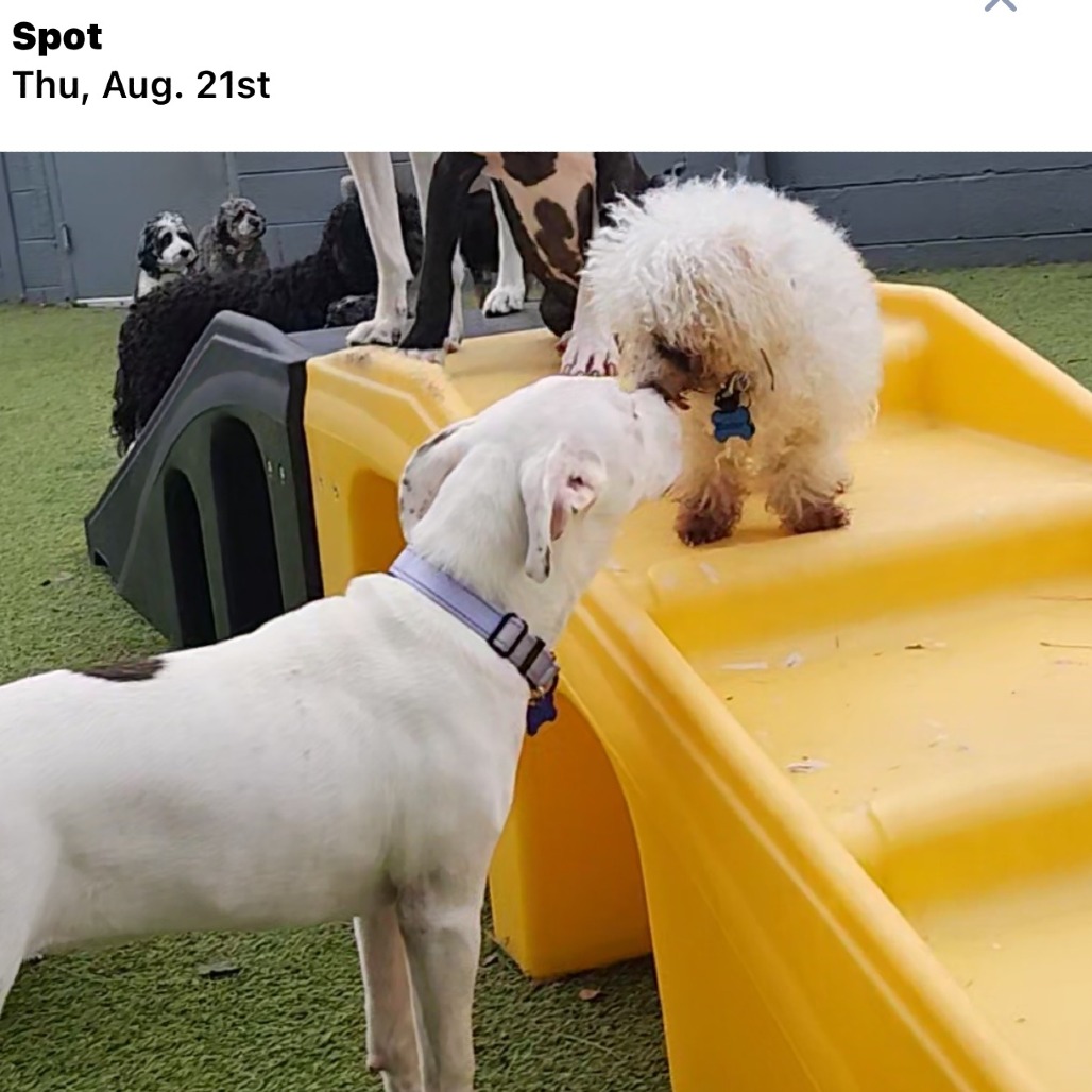 Lucy is available for adoption at PetConnect Rescue