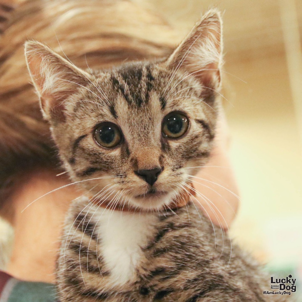 BAILEE - Domestic Shorthair available for adoption
