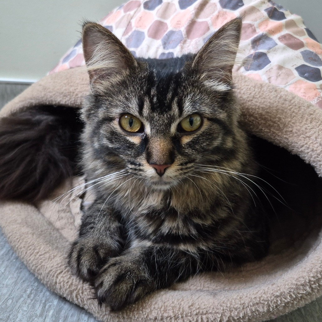 Lulu available through our Foster to Adopt Program, photo 13