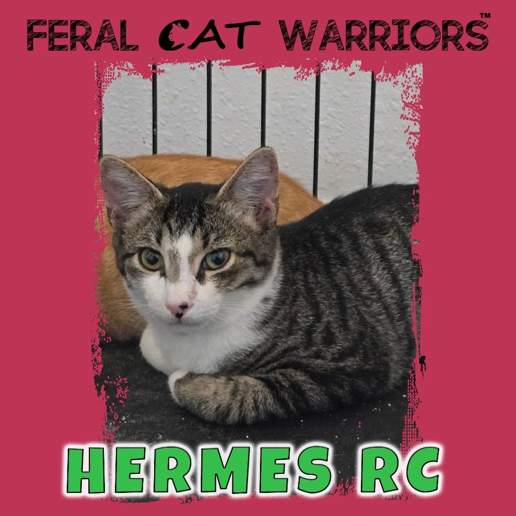 Hermes RC