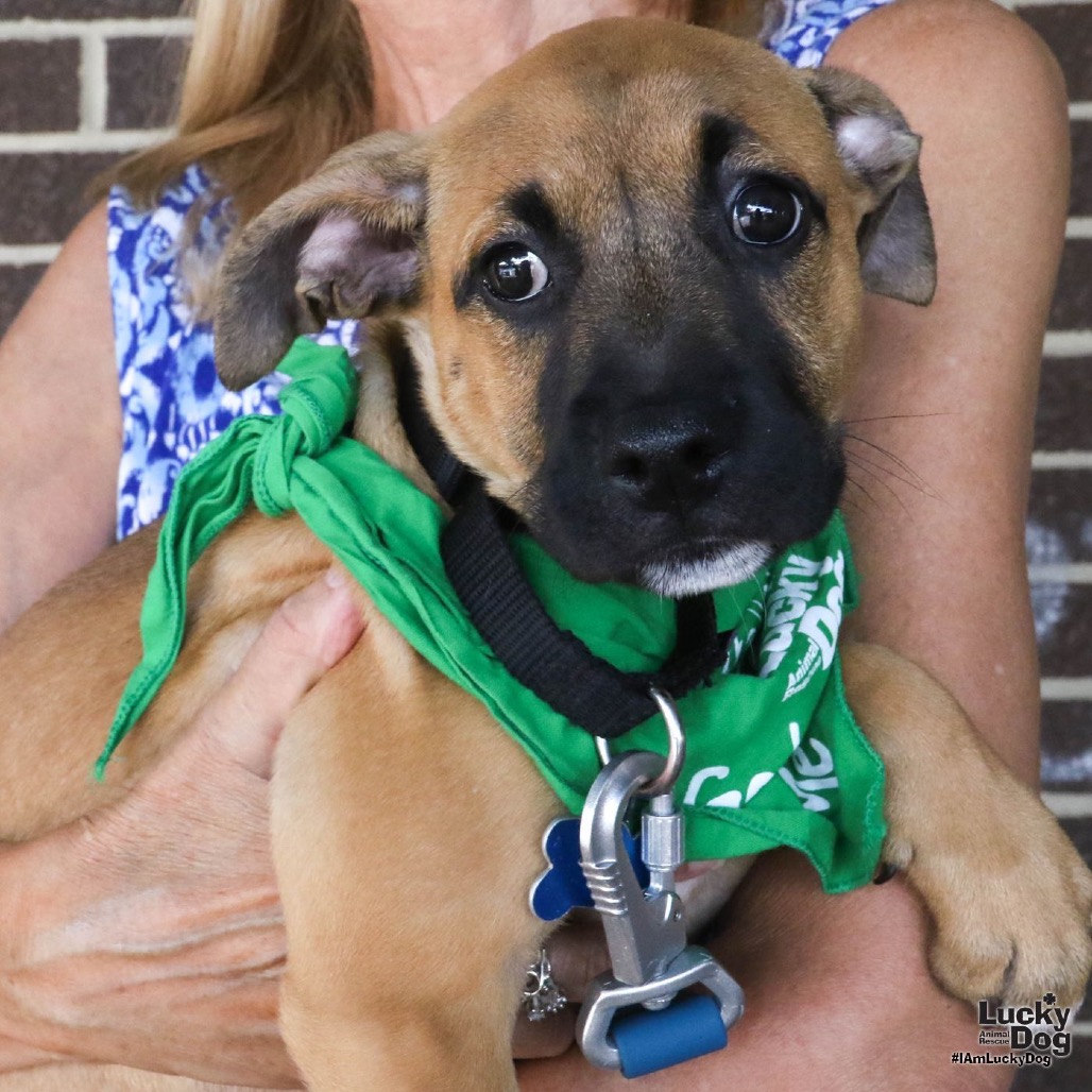 EVELYN - Shepherd / Mix available for adoption
