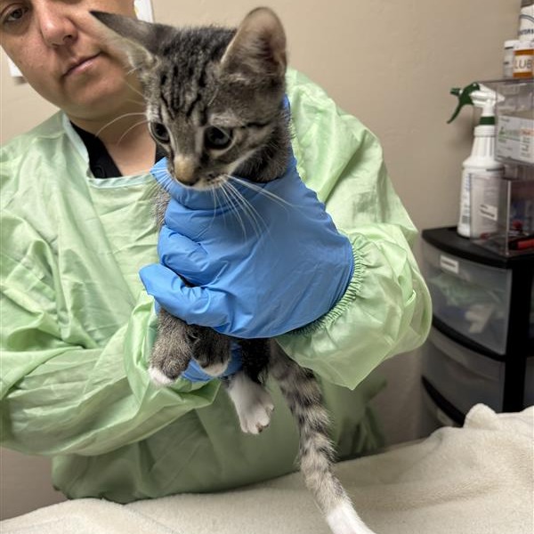 CAP'N CRUNCH - Domestic Shorthair available for adoption