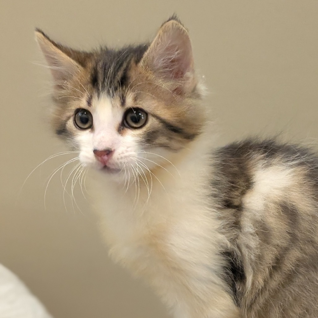 CHUCK - Domestic Medium Hair available for adoption