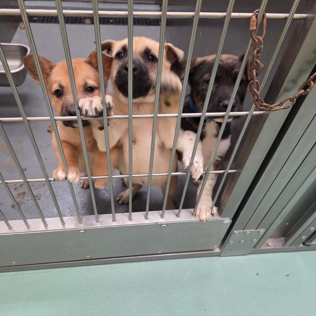 Aurora — thumbnail 3