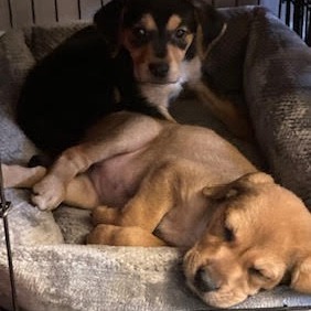 Hazel — thumbnail 4