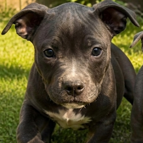 Louie photo