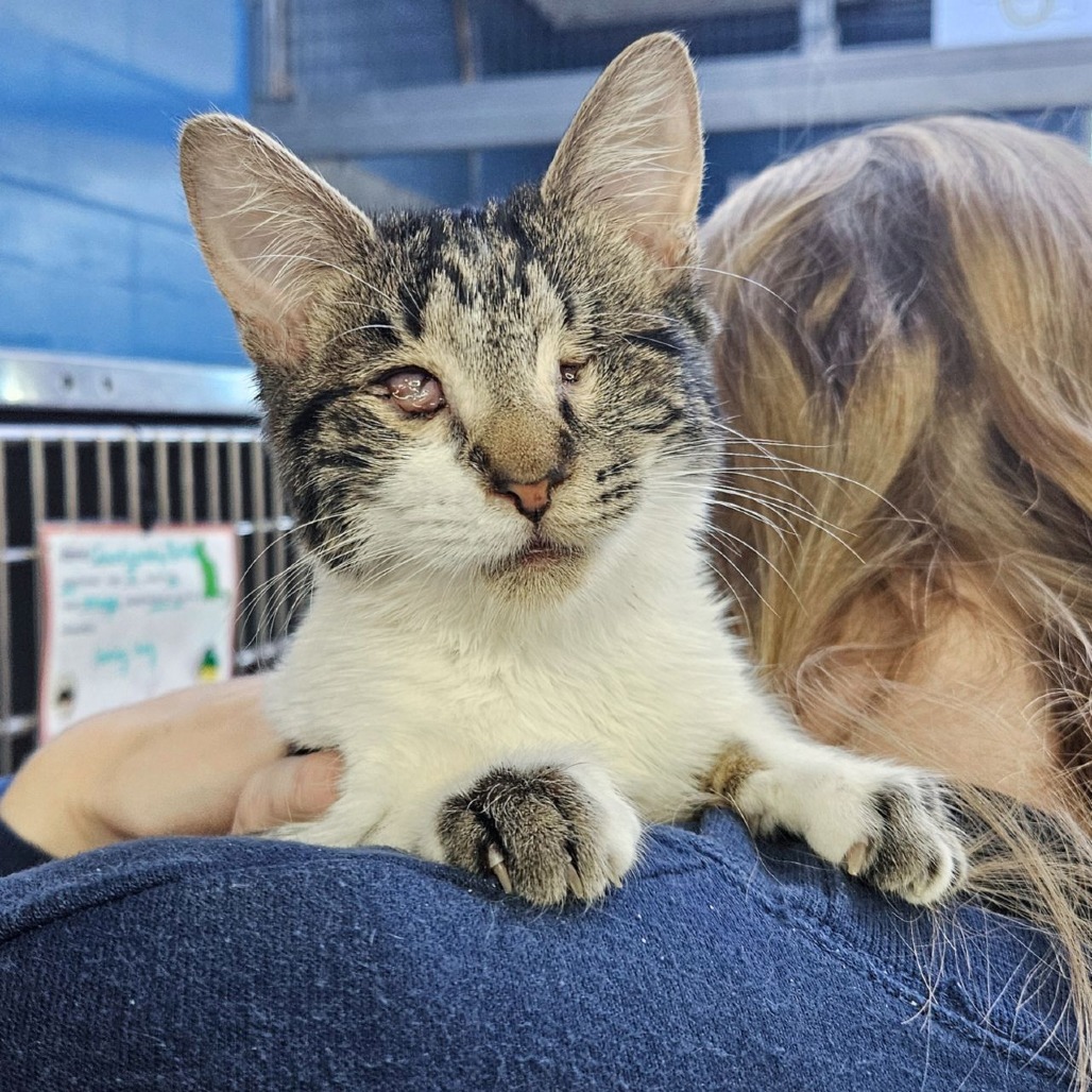 Graceland — thumbnail 3