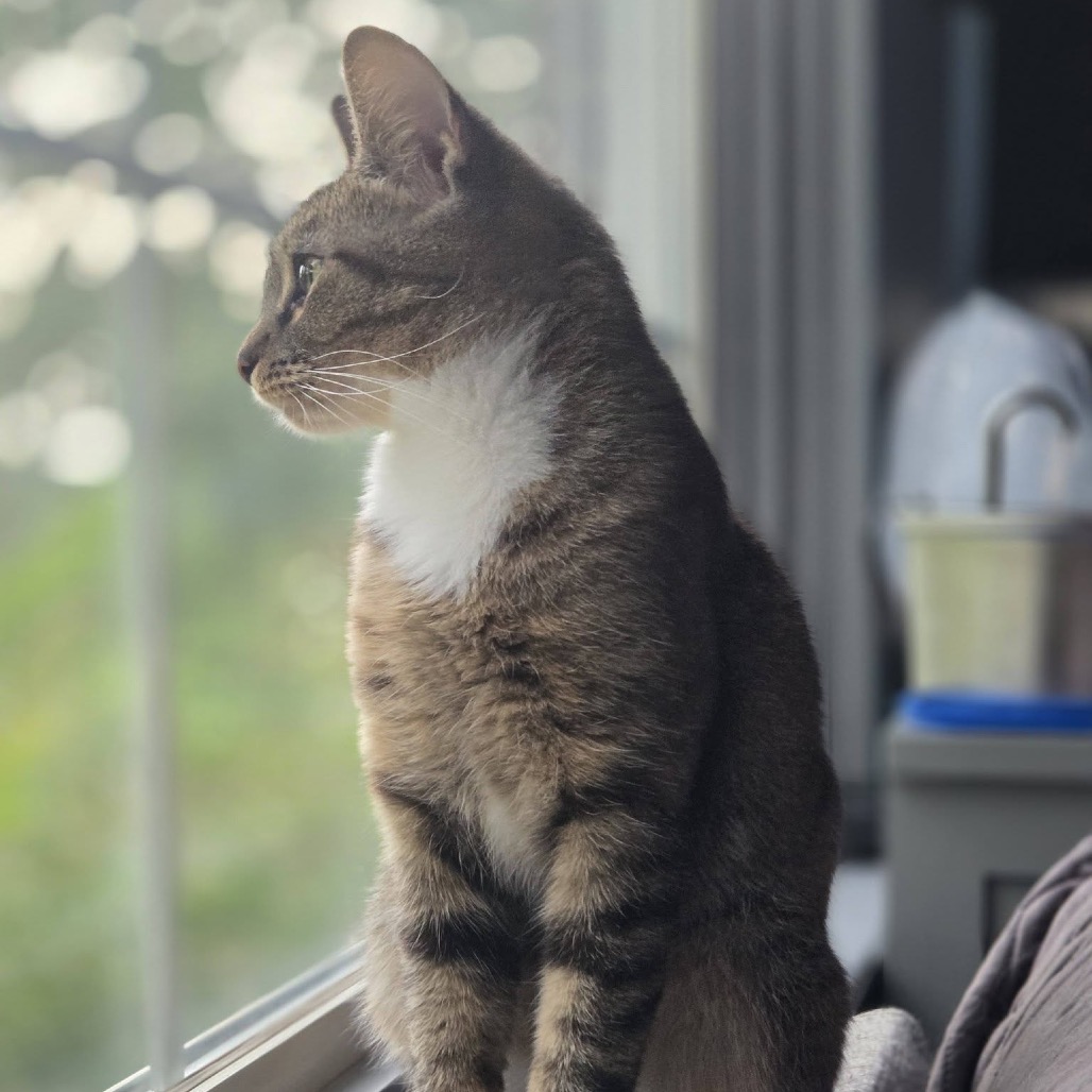 Sprinkles, photo 10