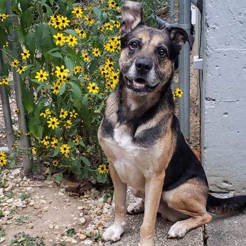 Ranger, photo 5