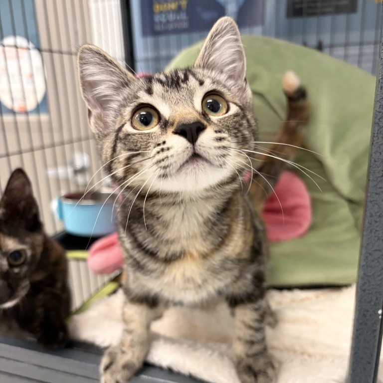 FABULOUS - Domestic Shorthair available for adoption