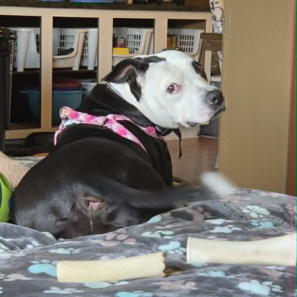 Indy, a Terrier, Pit Bull / Mixed Breed (Medium)