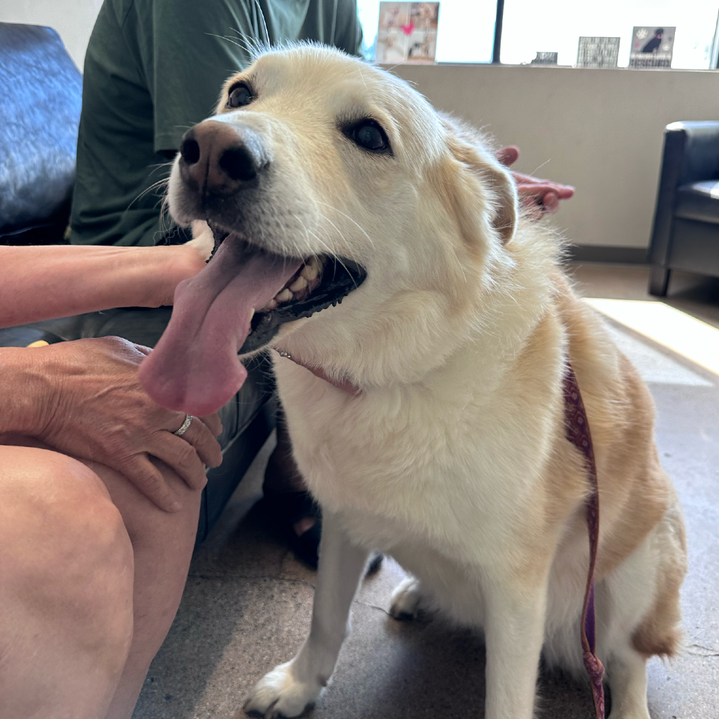 Honey D70062, photo 2