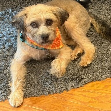 Benji, photo 2