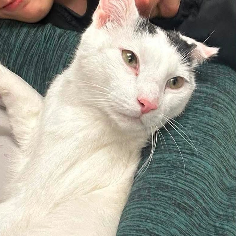 Oreo *Courtesy Post*