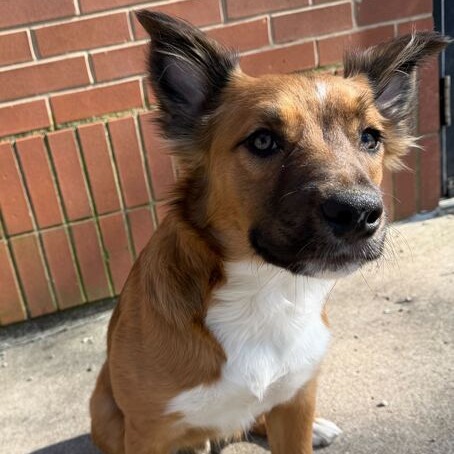 Cooper — thumbnail 5