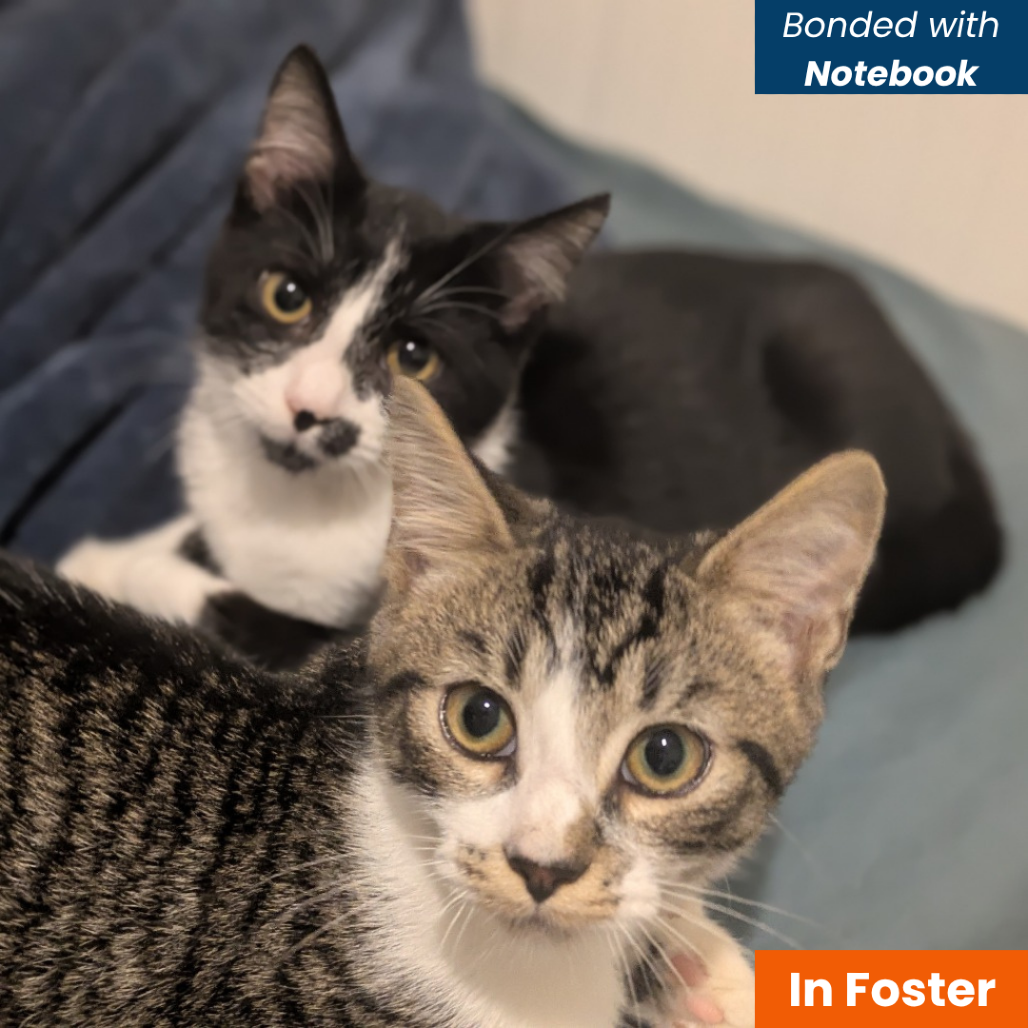 CRAYON - Domestic Shorthair available for adoption