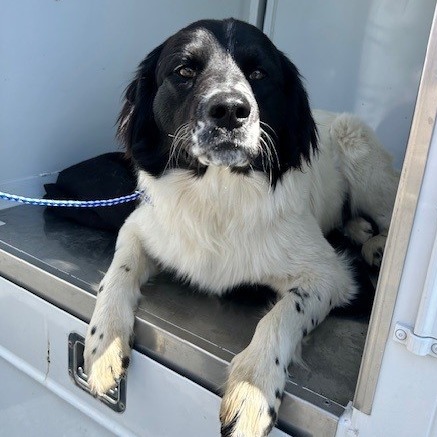 Kennel#33 (Oreo)'s preview photo