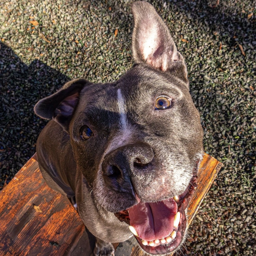Ox, adoptable senior dog