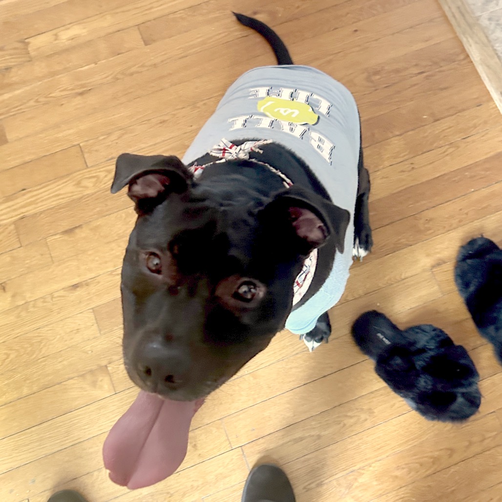 Bowser, photo 39