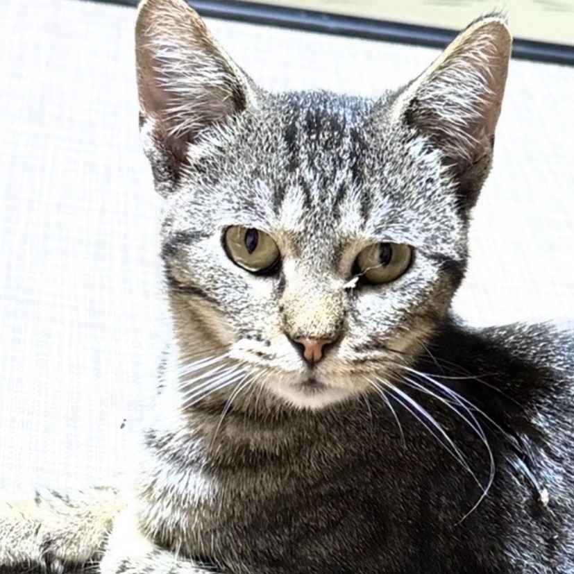 Lyla, available for adoption