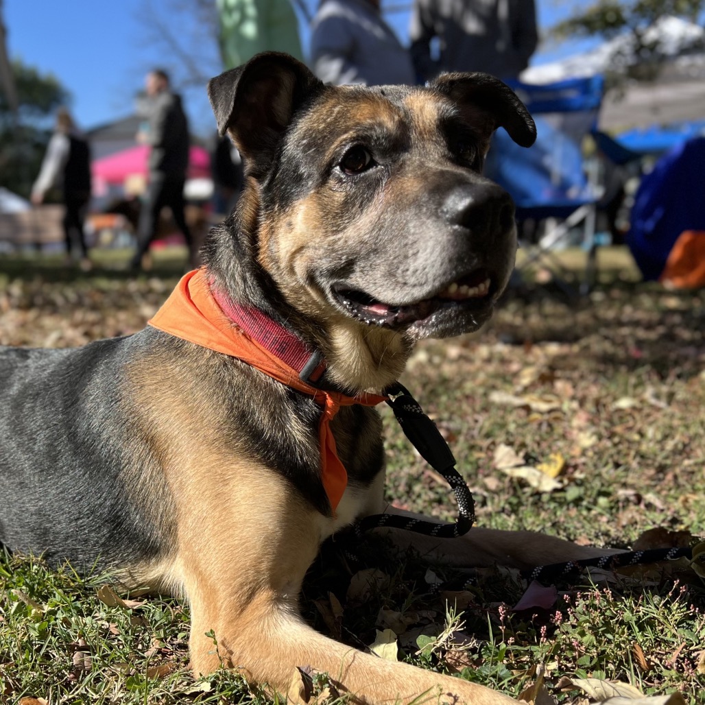 Ranger, photo 16