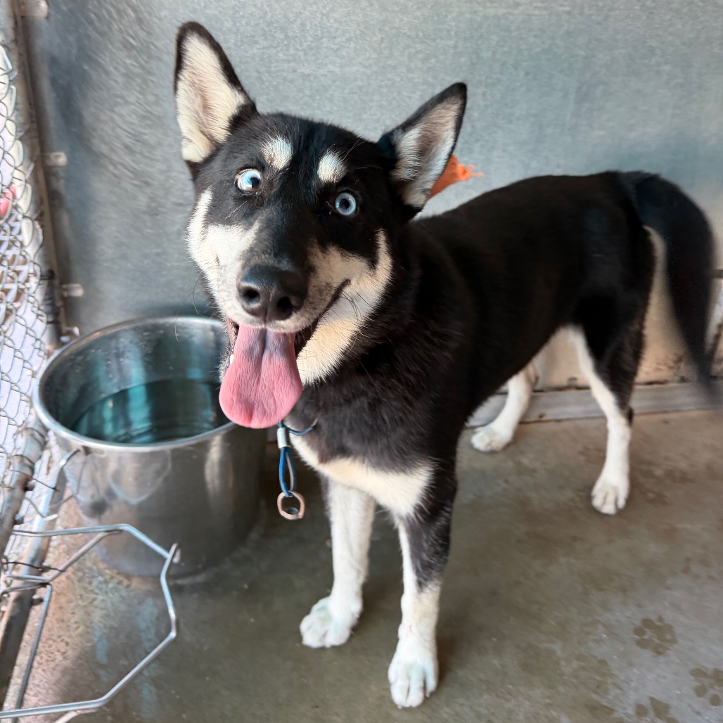 YAP - Husky / Mixed Breed (Medium) available for adoption