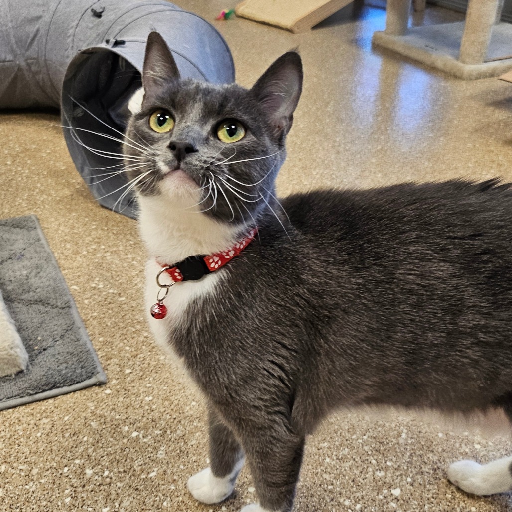 MASON - Domestic Shorthair available for adoption
