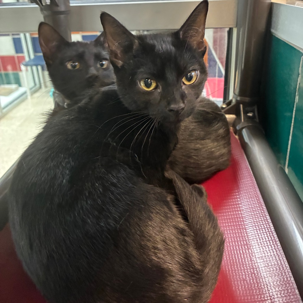 HARDY - Domestic Shorthair available for adoption