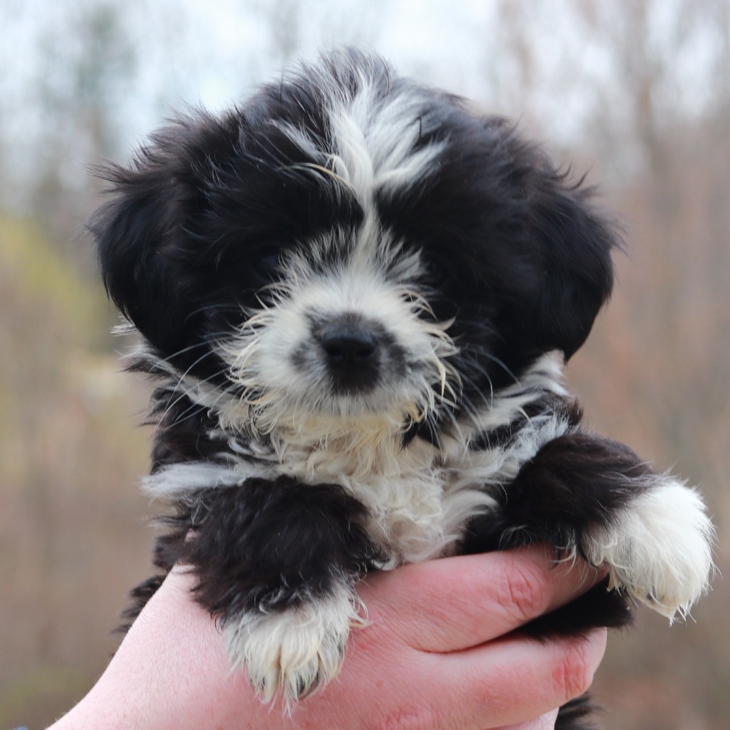 CT Tippy avail May 2