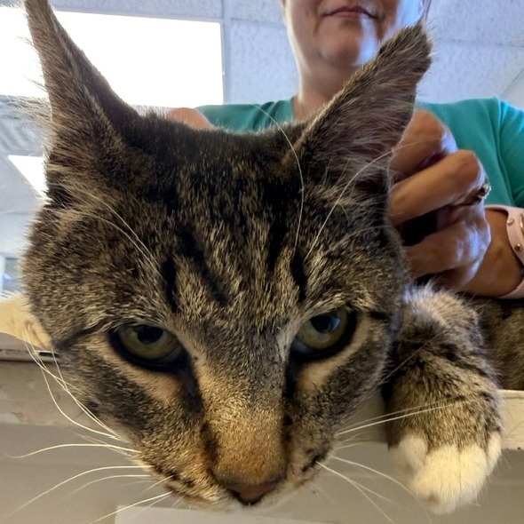 REGIS - Domestic Shorthair available for adoption